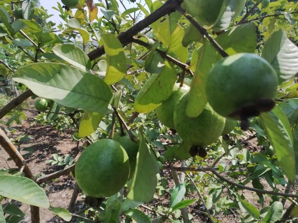 Pratik Mango Farm House Villa Revadanda Kültér fotó
