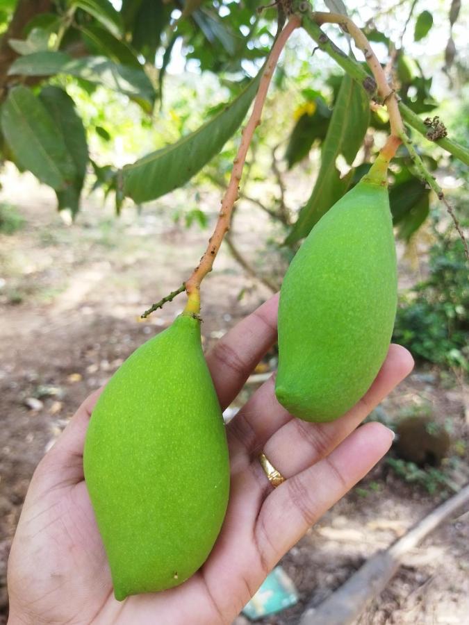 Pratik Mango Farm House Villa Revadanda Kültér fotó